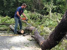 Best Seasonal Cleanup (Spring/Fall)  in Branford Center, CT