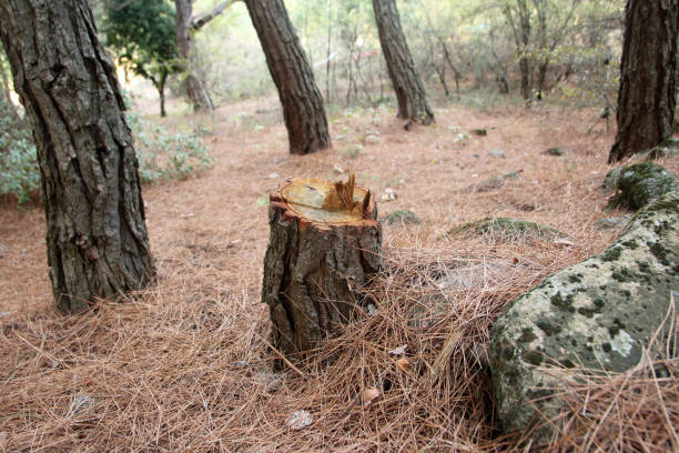 Best Storm Damage Tree Cleanup  in Branford Center, CT