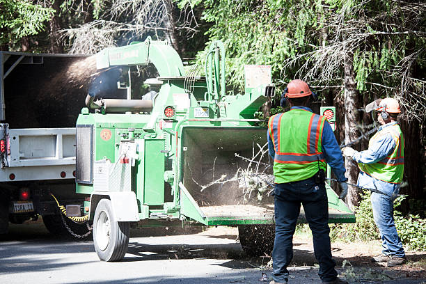 Branford Center, CT Tree Care Company