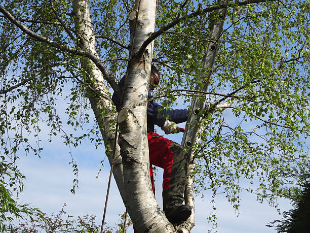 Best Palm Tree Trimming  in Branford Center, CT