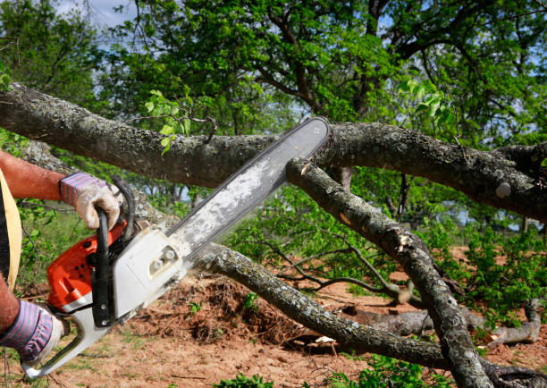 How Our Tree Care Process Works  in  Branford Center, CT